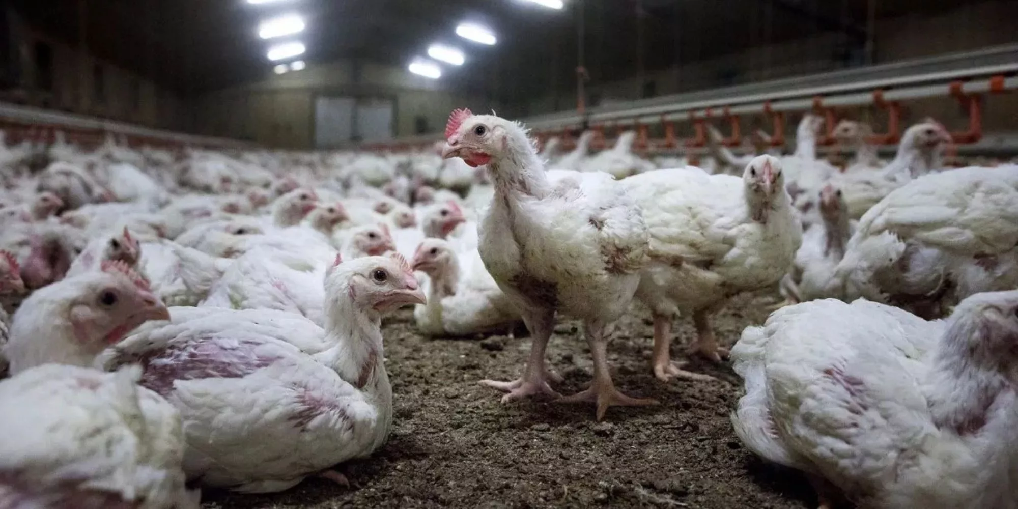 Frangos confinados em galpão