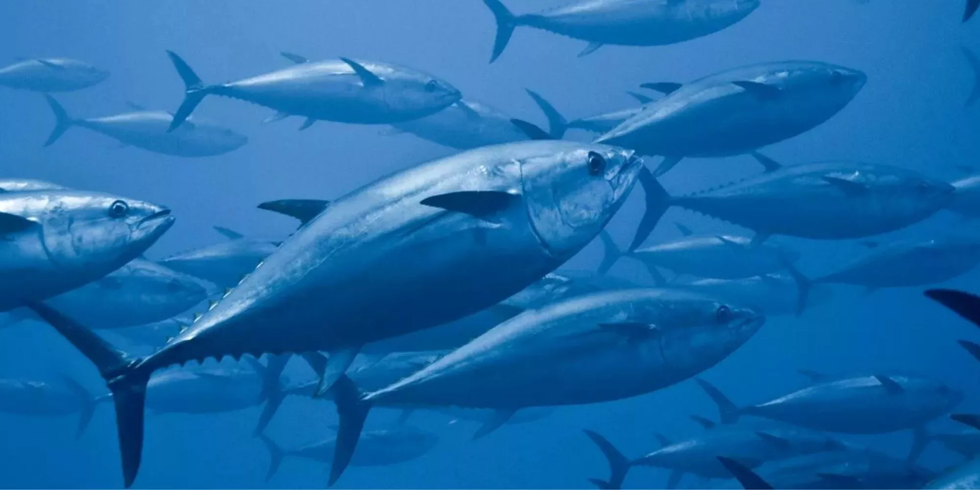 Peixes da mesma espécie nadando