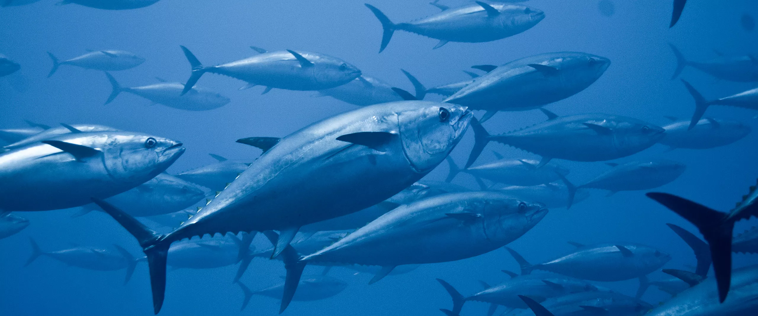 Peixes da mesma espécie nadando em fundo azul