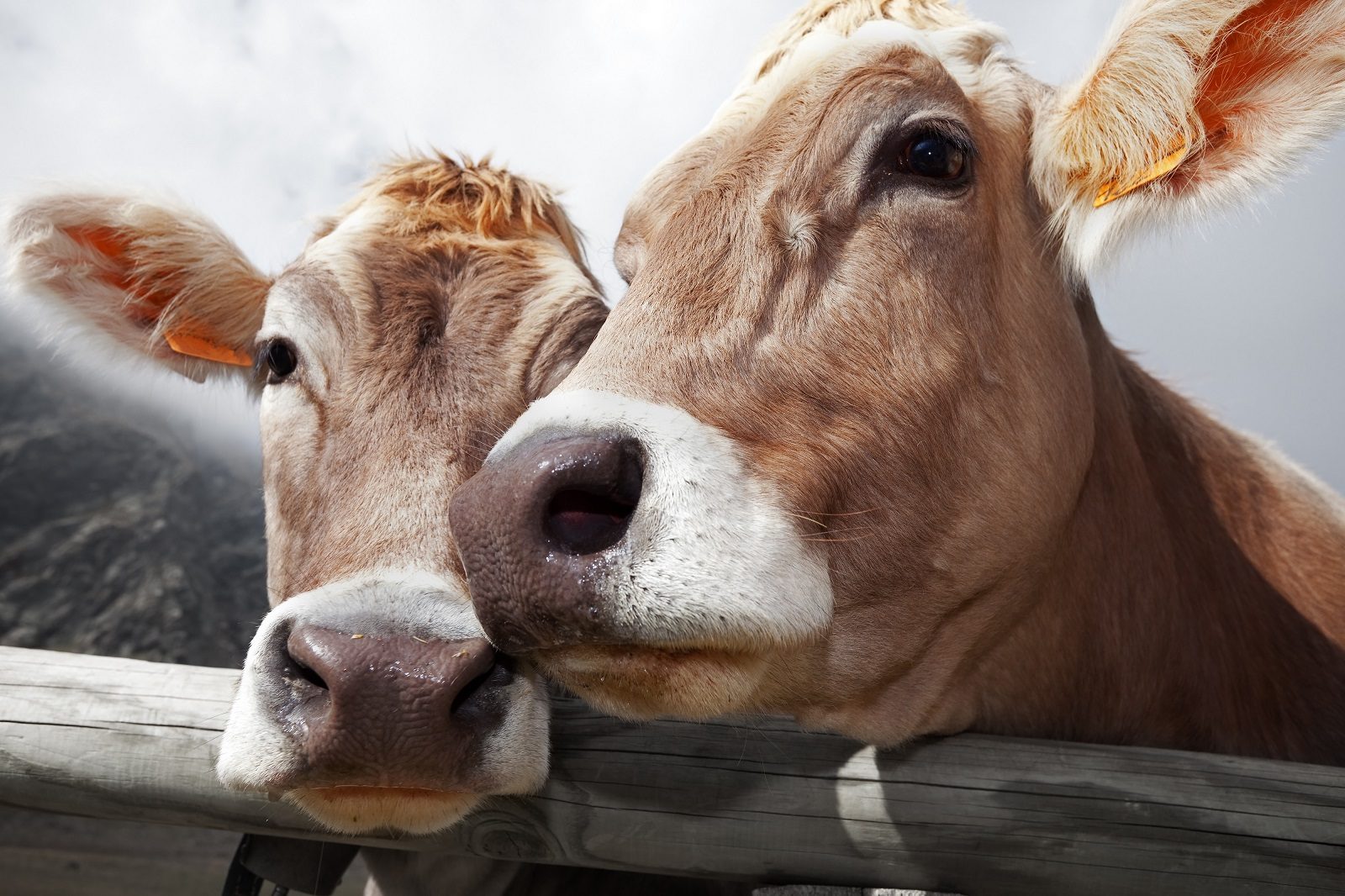 logo Animal Equality