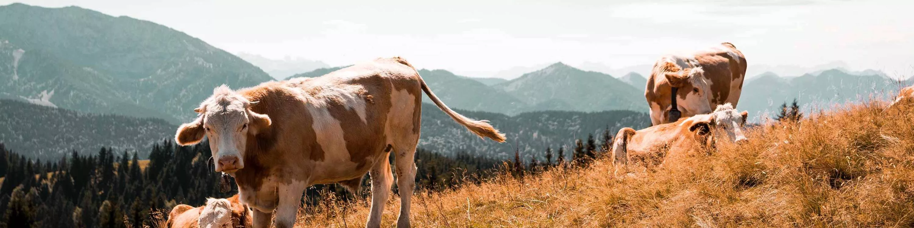 Vacas em ambiente natural de montanha