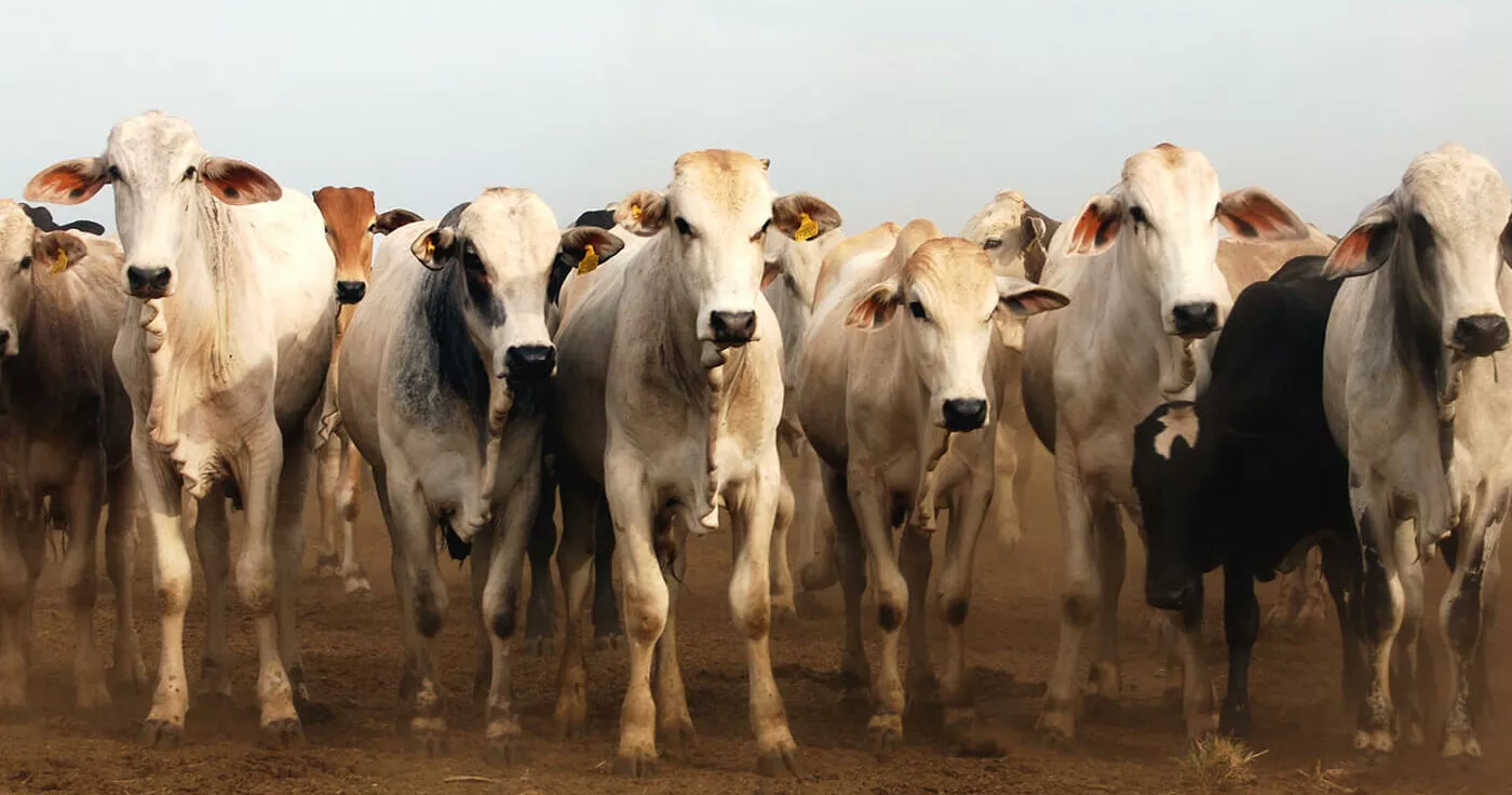 Bois em pasto seco para ilustrar os impactos da pecuária na COP