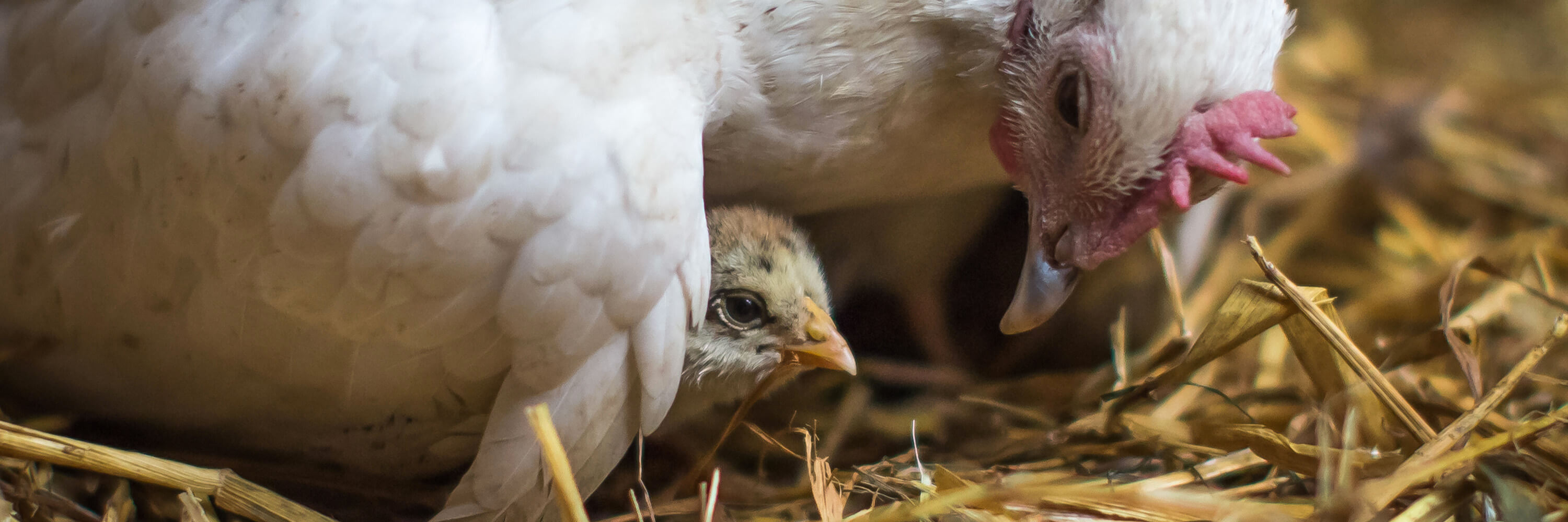 Galinha cuida de seu pintinhos