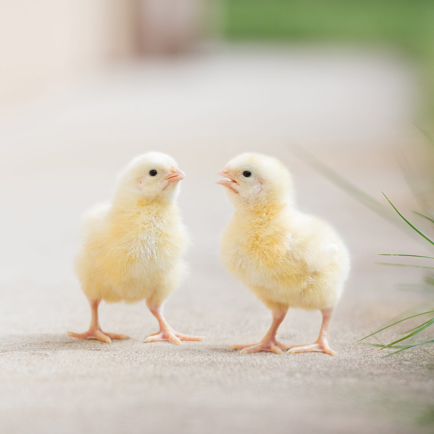 5 Jeitos Faceis De Ajudar Os Animais Hoje Animal Equality Brasil