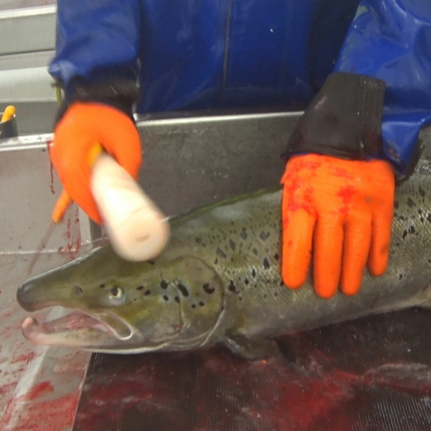 Worker clubbing salmon in slaughterhouse