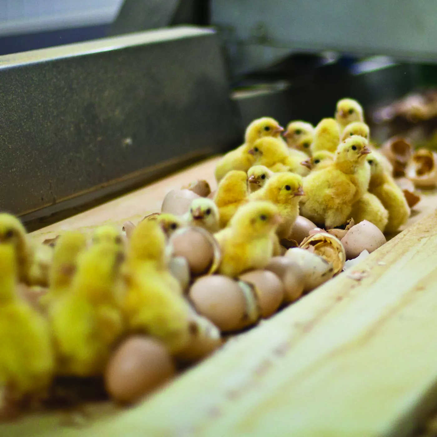 6 sinais de esperança: como o trabalho global pela proteção animal está construindo um futuro melhor 6 Pintinhos em esteira para trituração