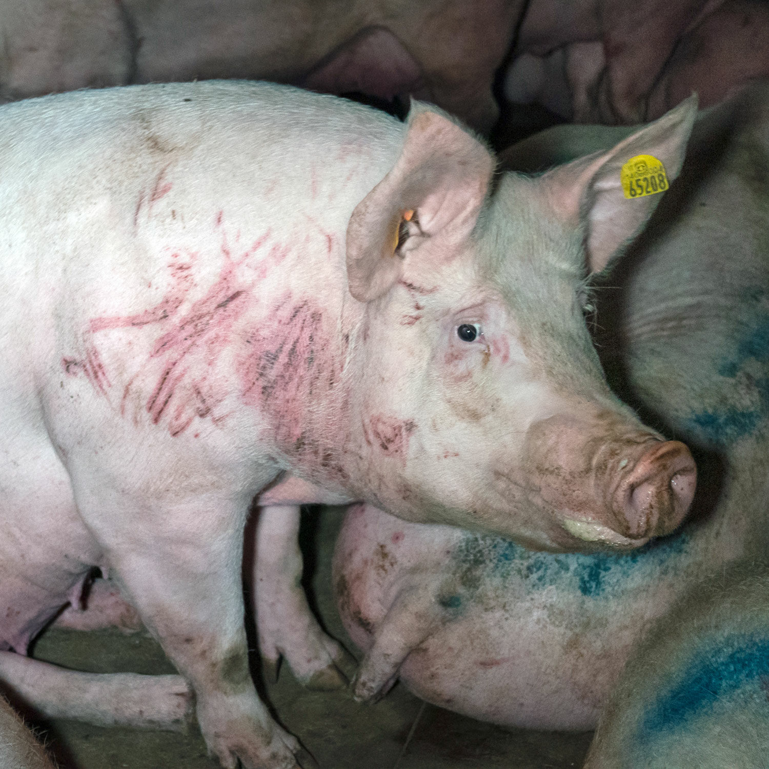 Scared pig on factory farm