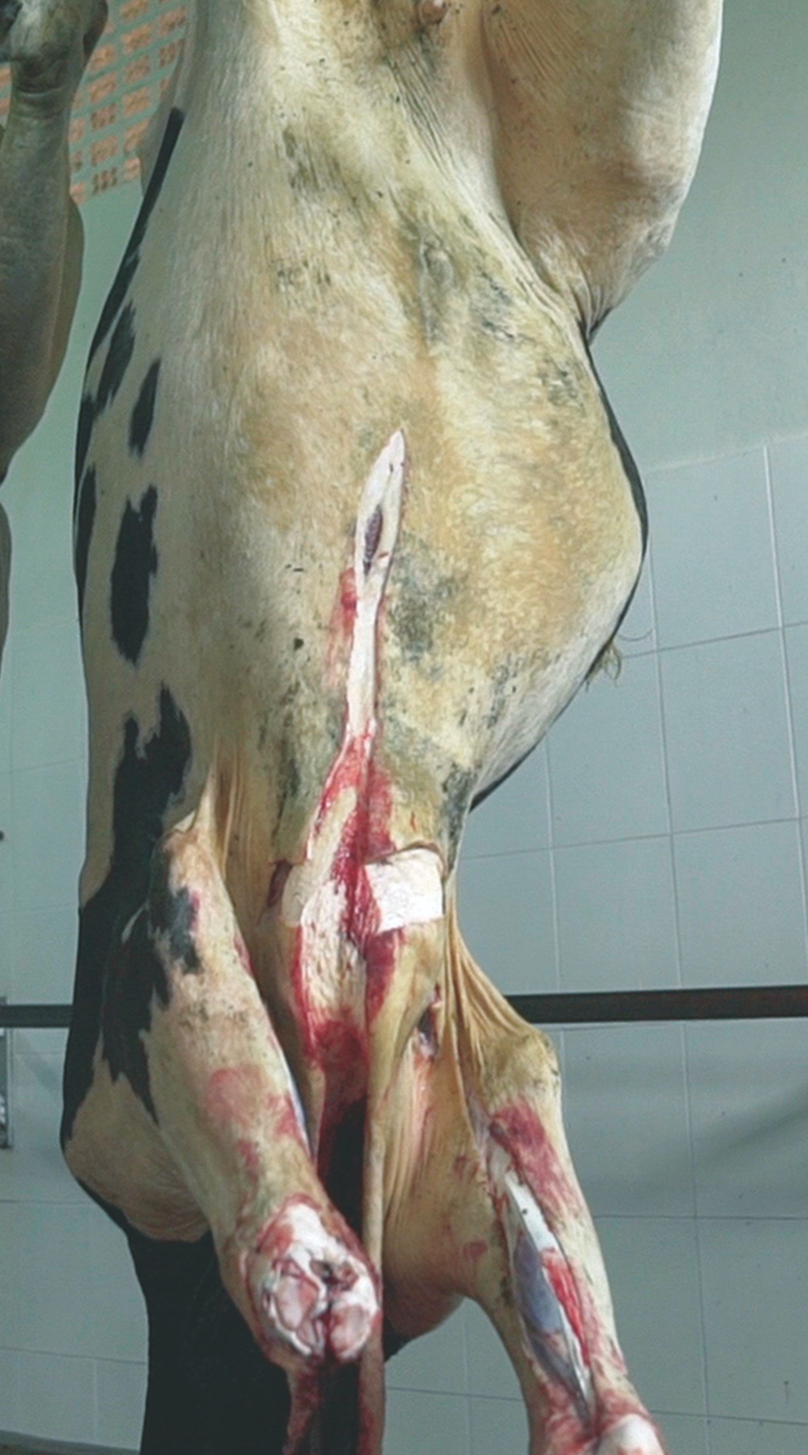 Vaca grávida sendo abatida