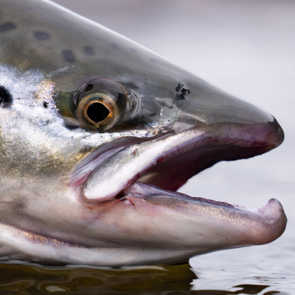 A fisherman releases wild Atlantic silver salmon into the cold water