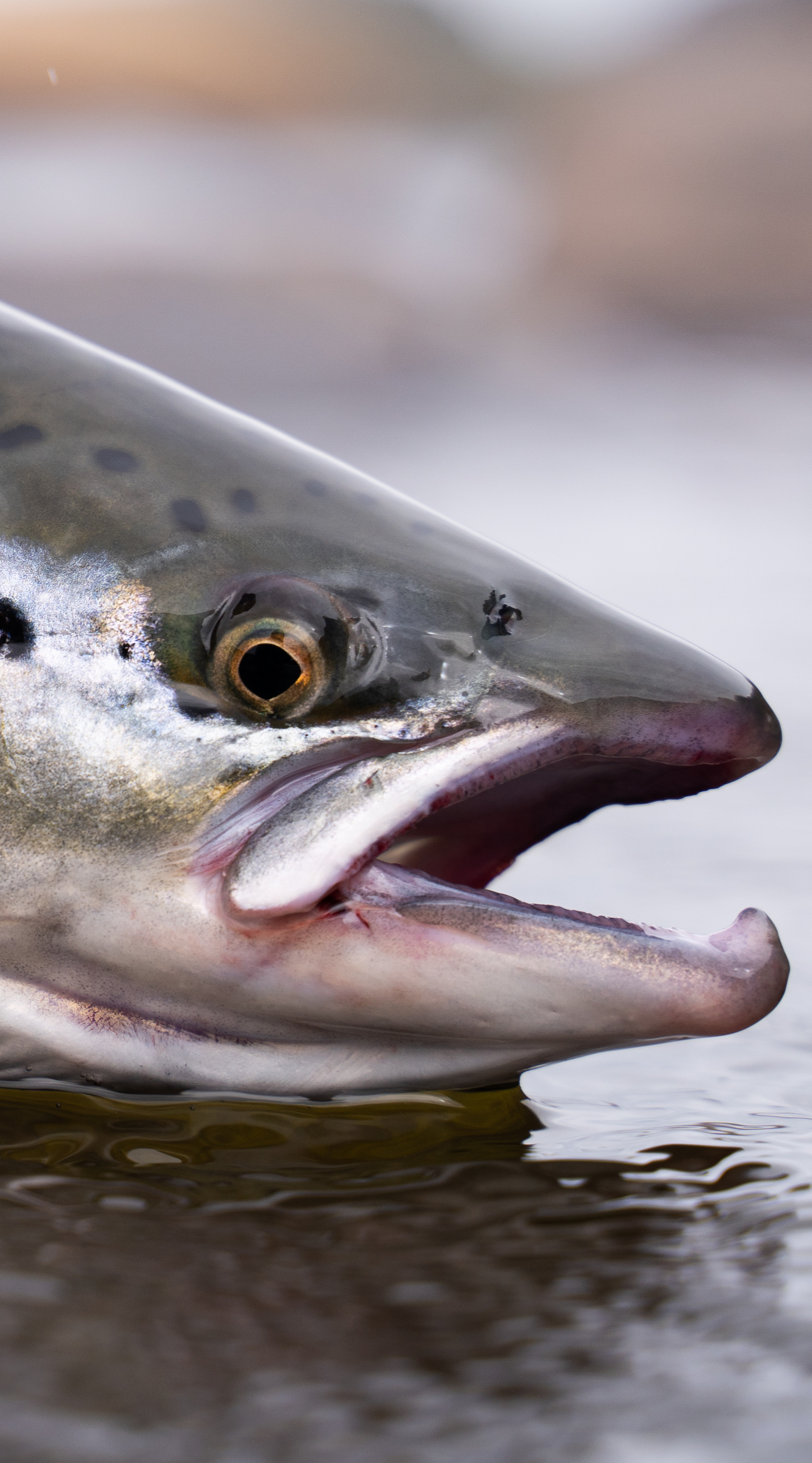 peixe