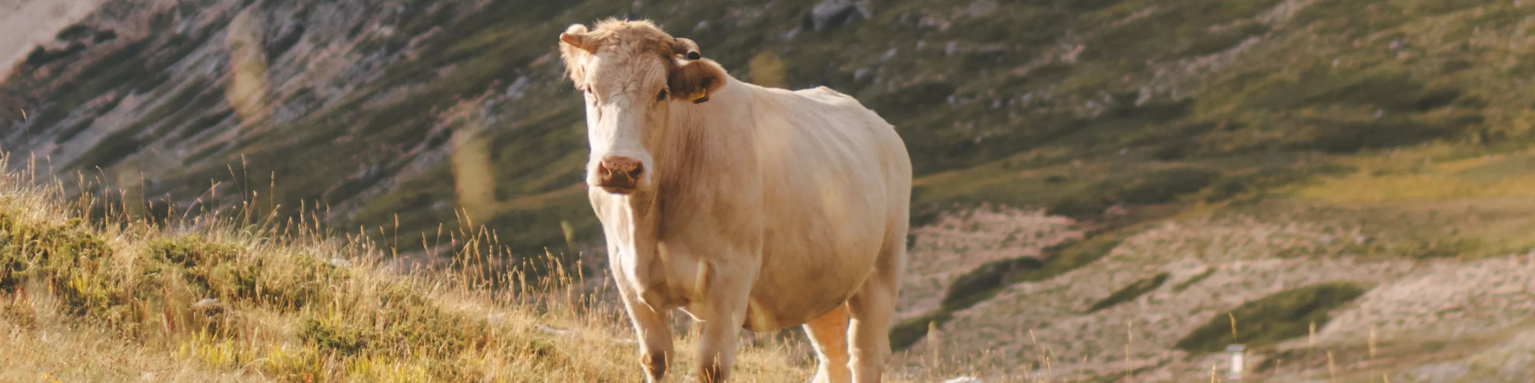 Vaca em cenário natural com ambiente de montanha