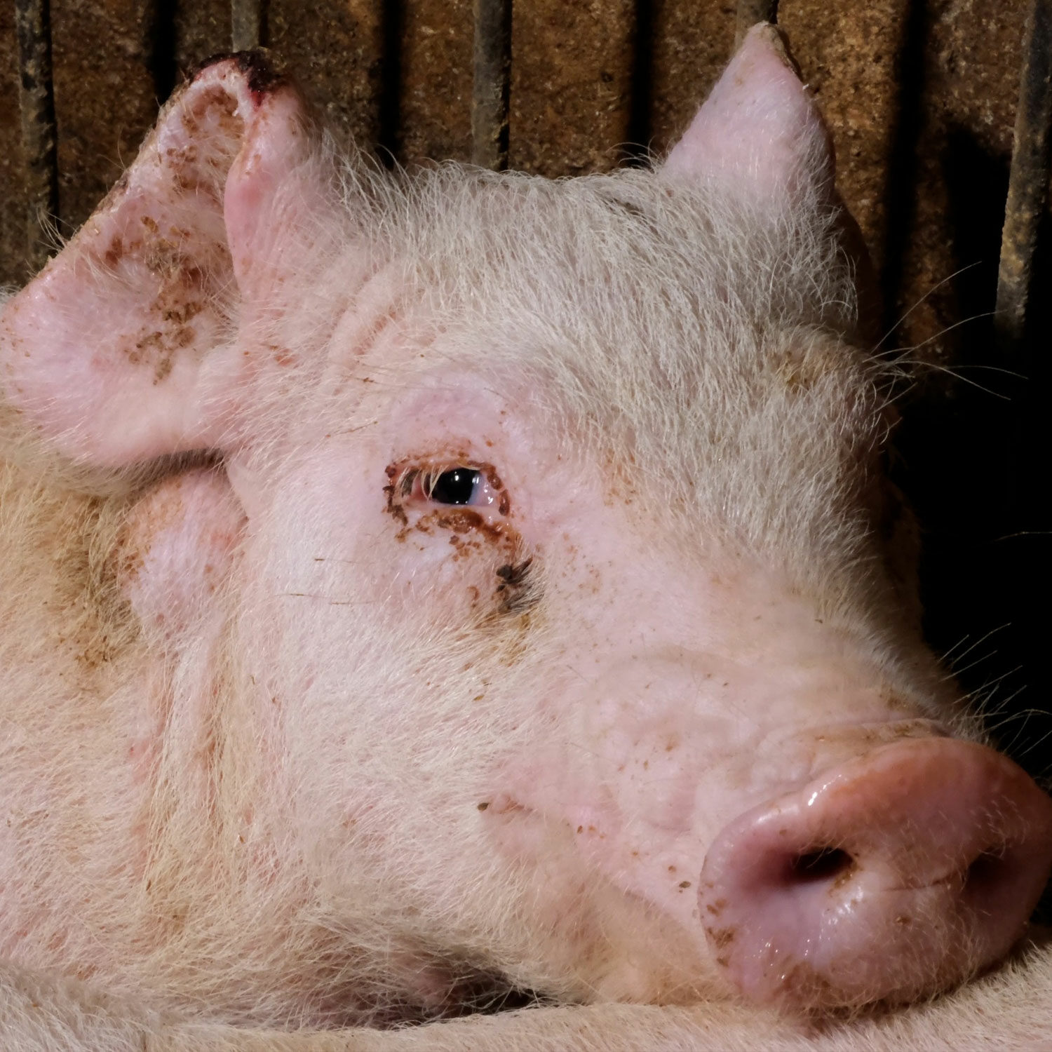 scared pig in Italian slaughterhouse