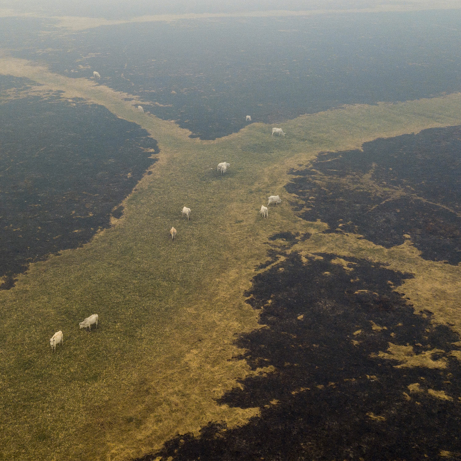 cows grazing on burned deforested farm land