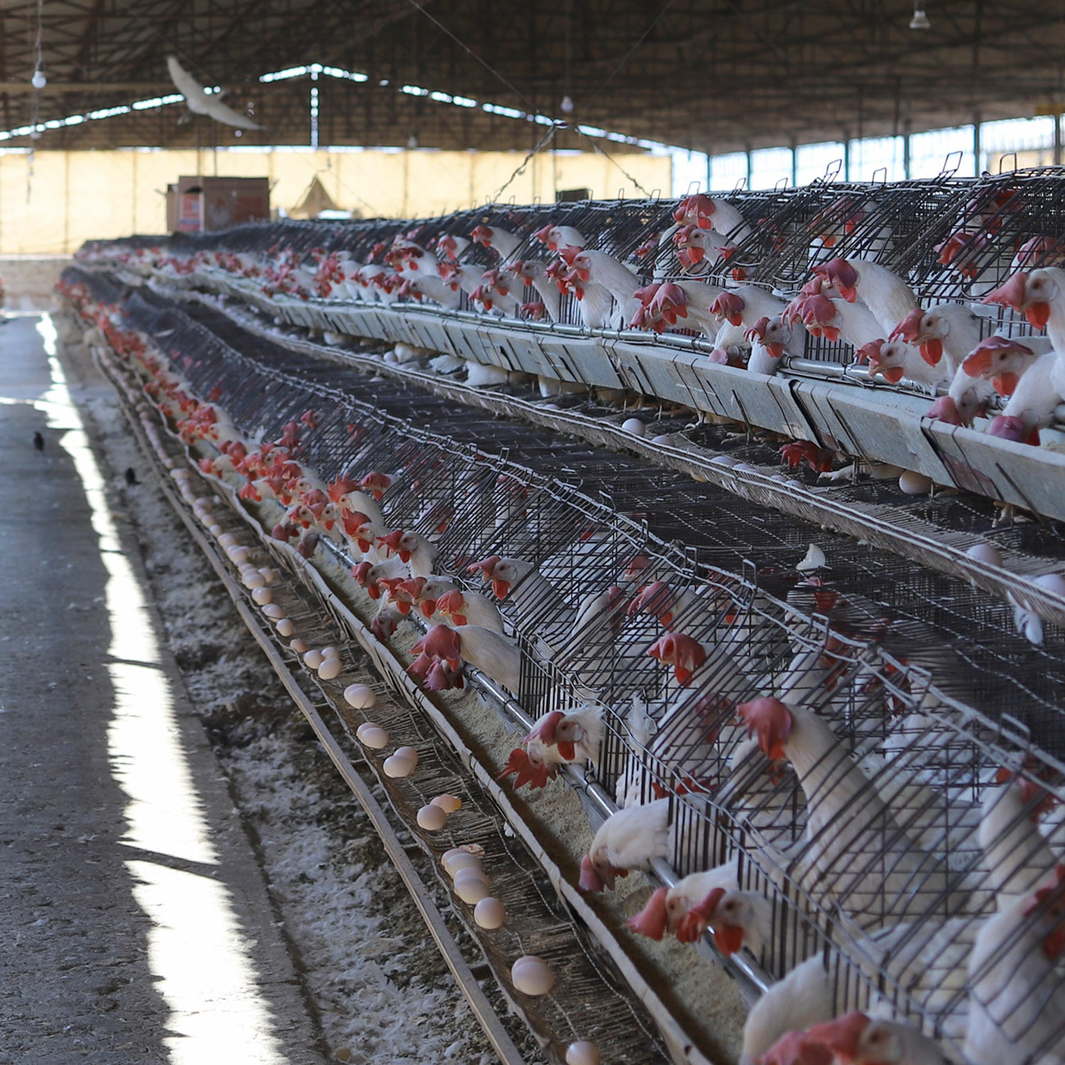 view of hundreds of hens inside cages