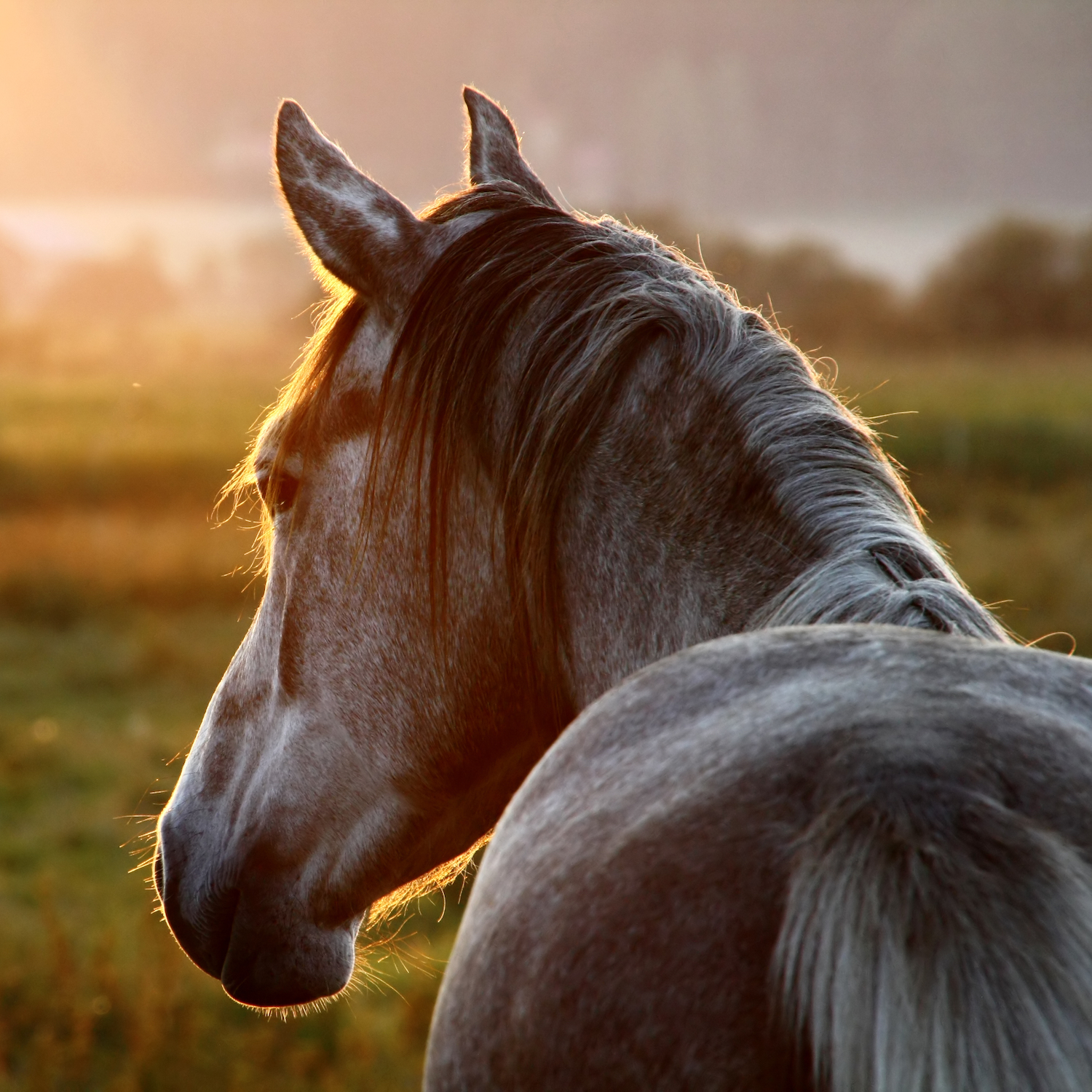 Por que comemos carne de vaca, mas não comemos carne de cavalo