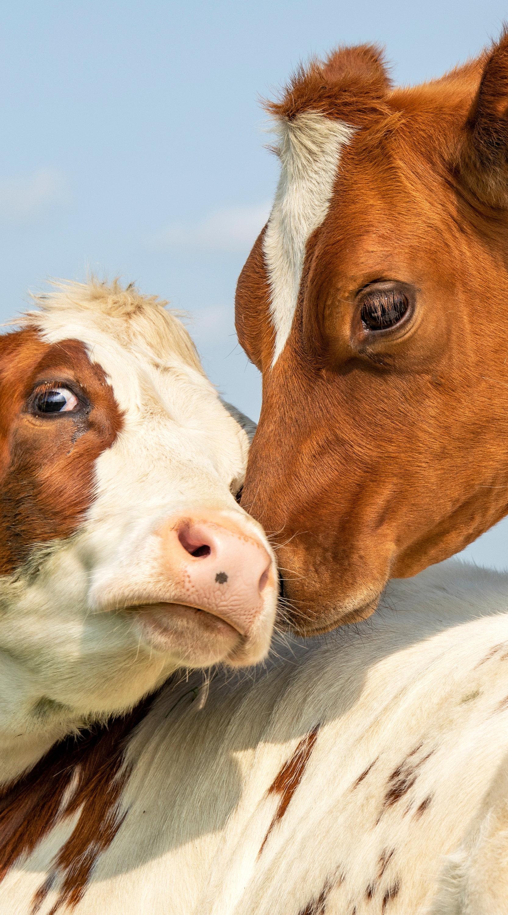 vaca e bezerro