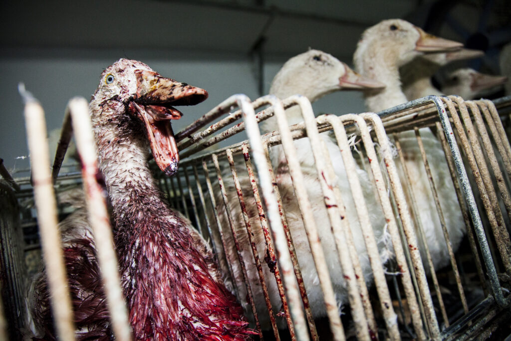 Como fazer Foie Gras - Patê de Fígado de Frango