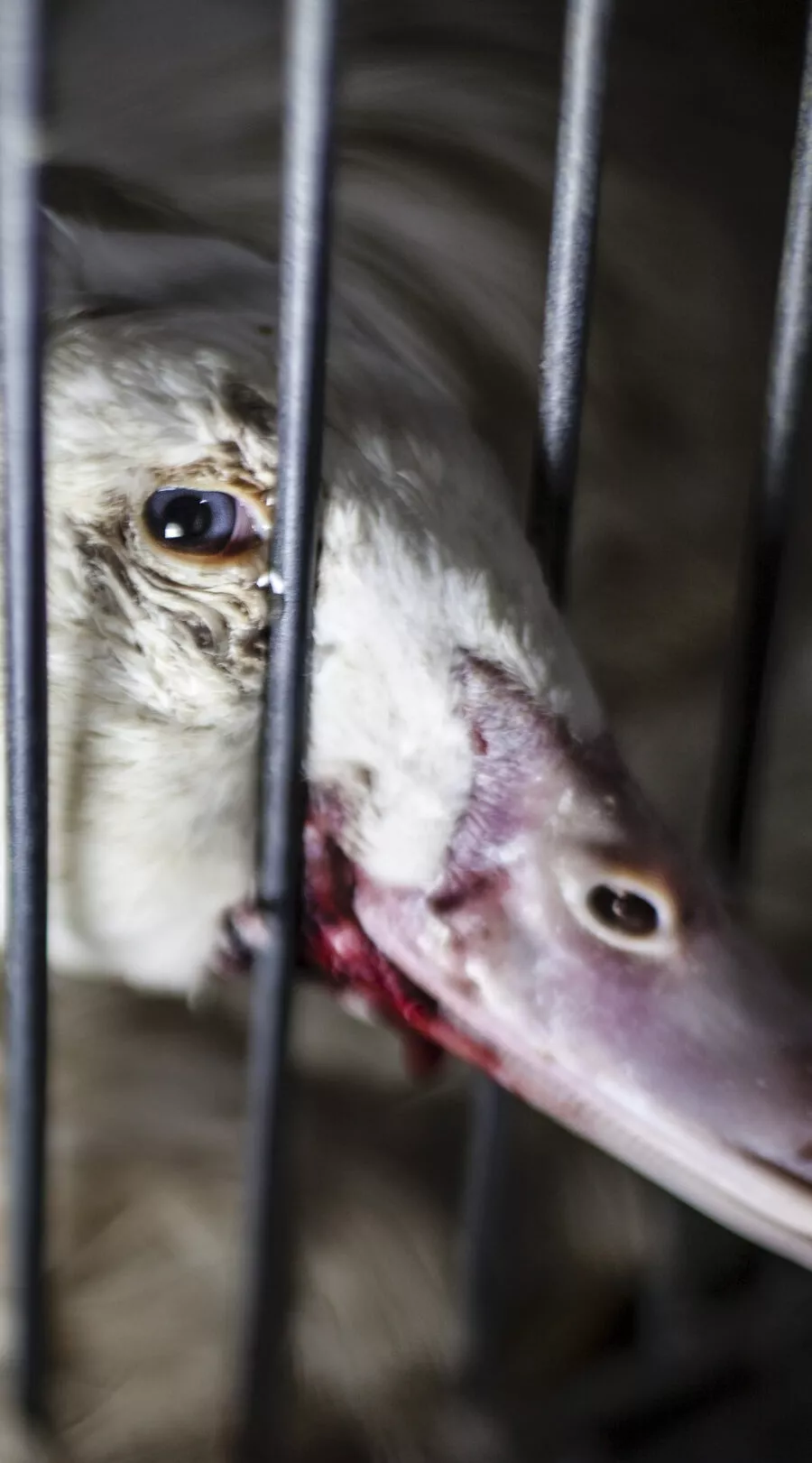 Pato preso em gaiola na produção de foie gras