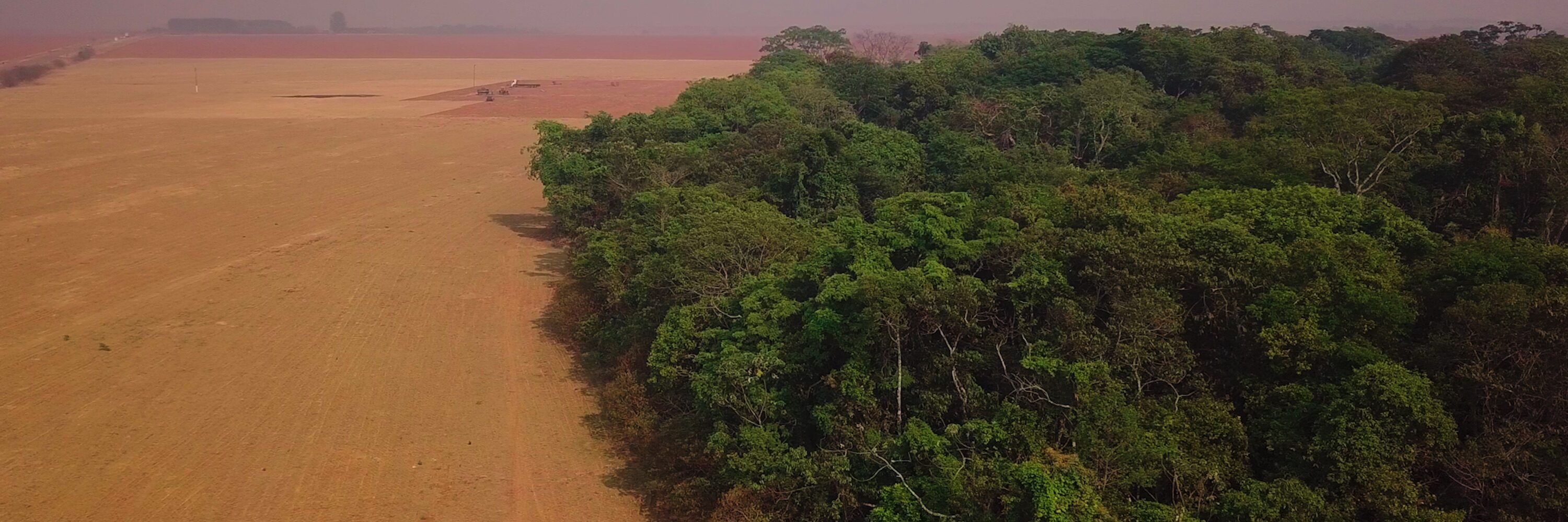 Pantanal desmatado, 2020