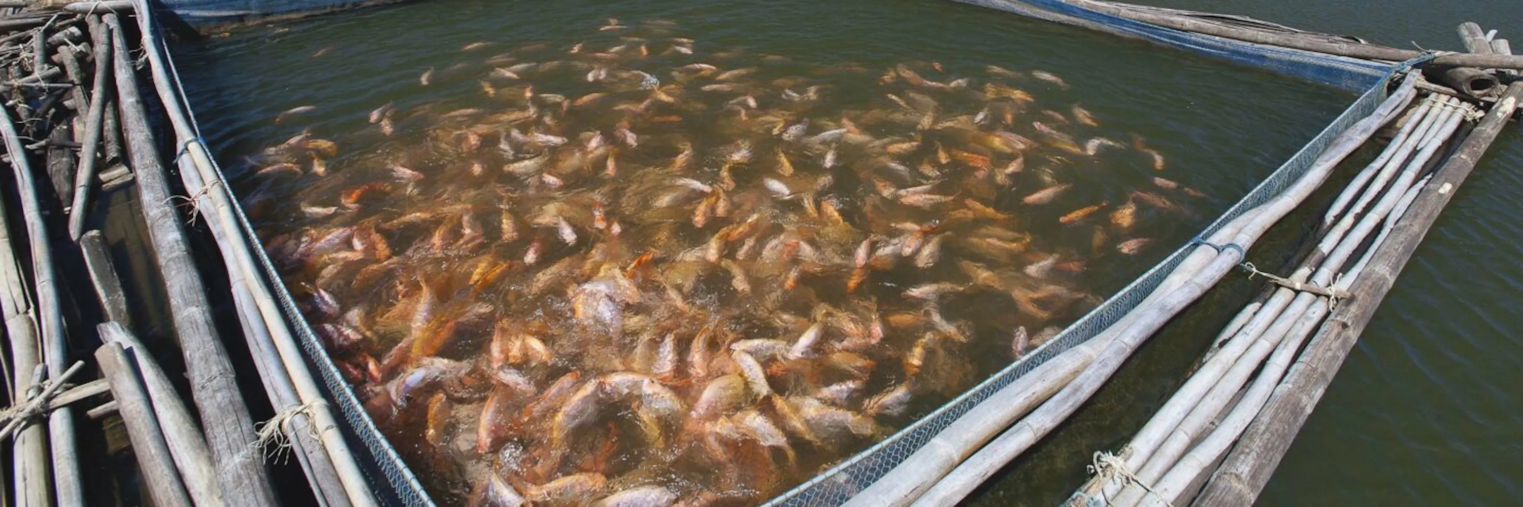 Peixes amontoados em criação industrial