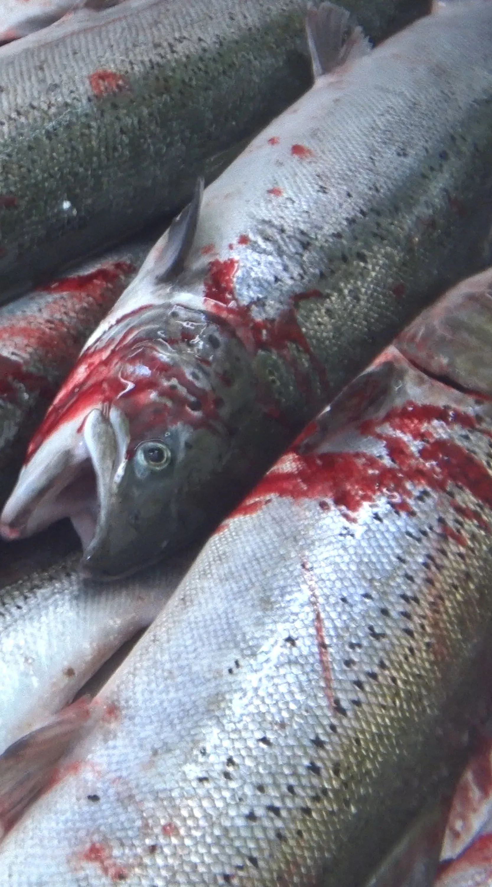 Peixes sangrando no abate