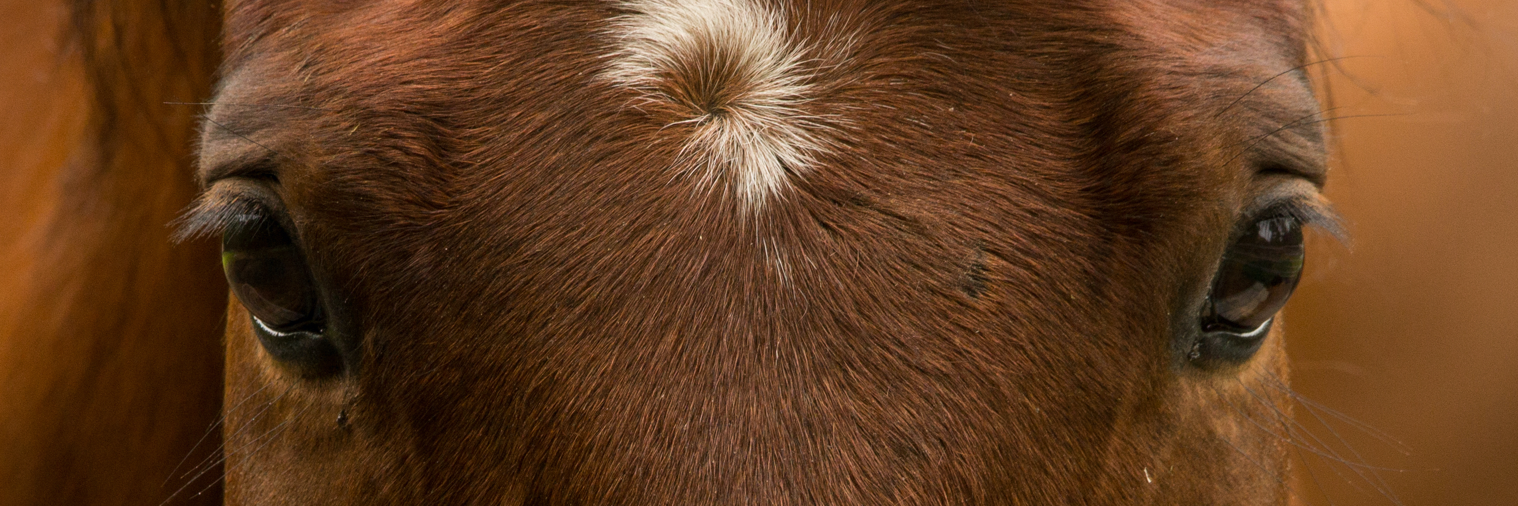 MATANDO CAVALO PARA FAZER CARNE SECA PASSO A PASSO. 