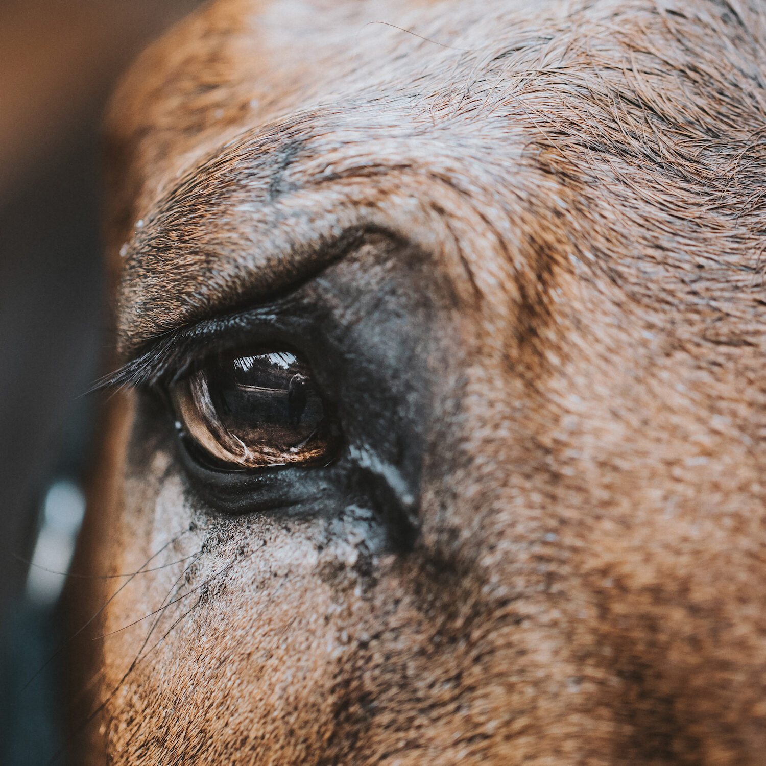 O Abate de Cavalos no Rio Grande do Sul