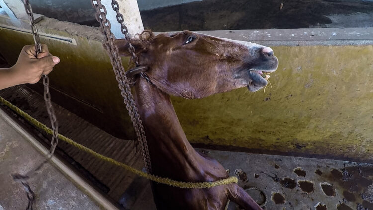 Alguém anda a matar cavalos a tiro. Já foram encontrados 20 abatidos