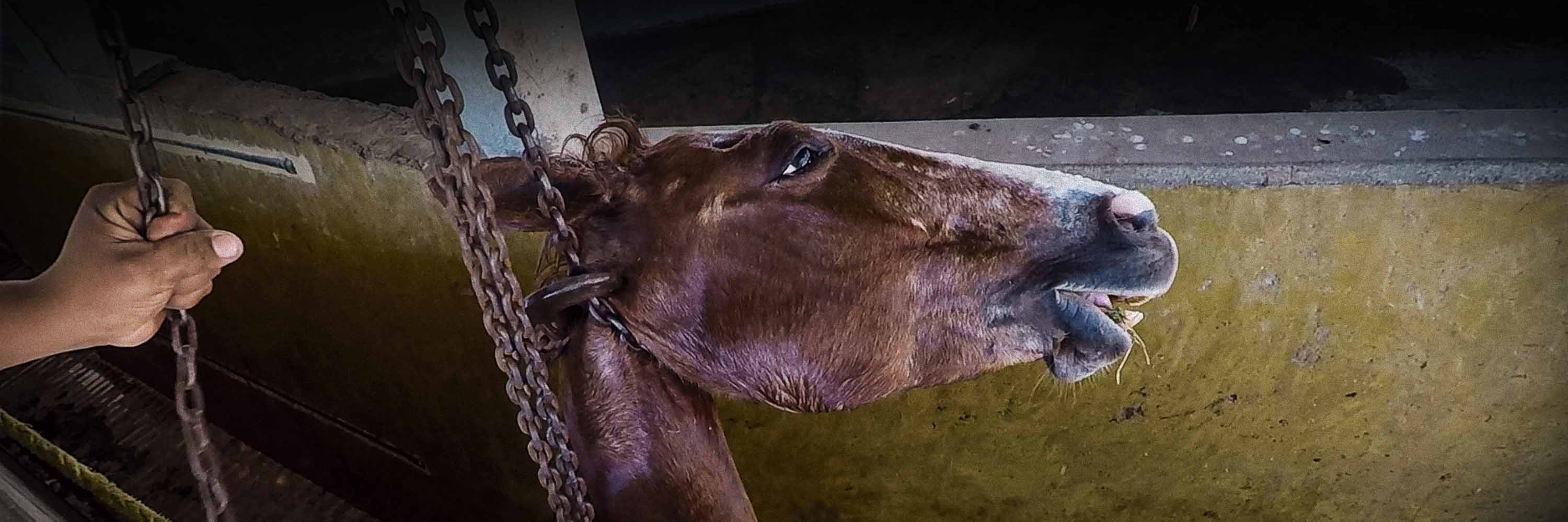 ONG resgata cavalos no Uruguai, onde abates aumentam rapidamente