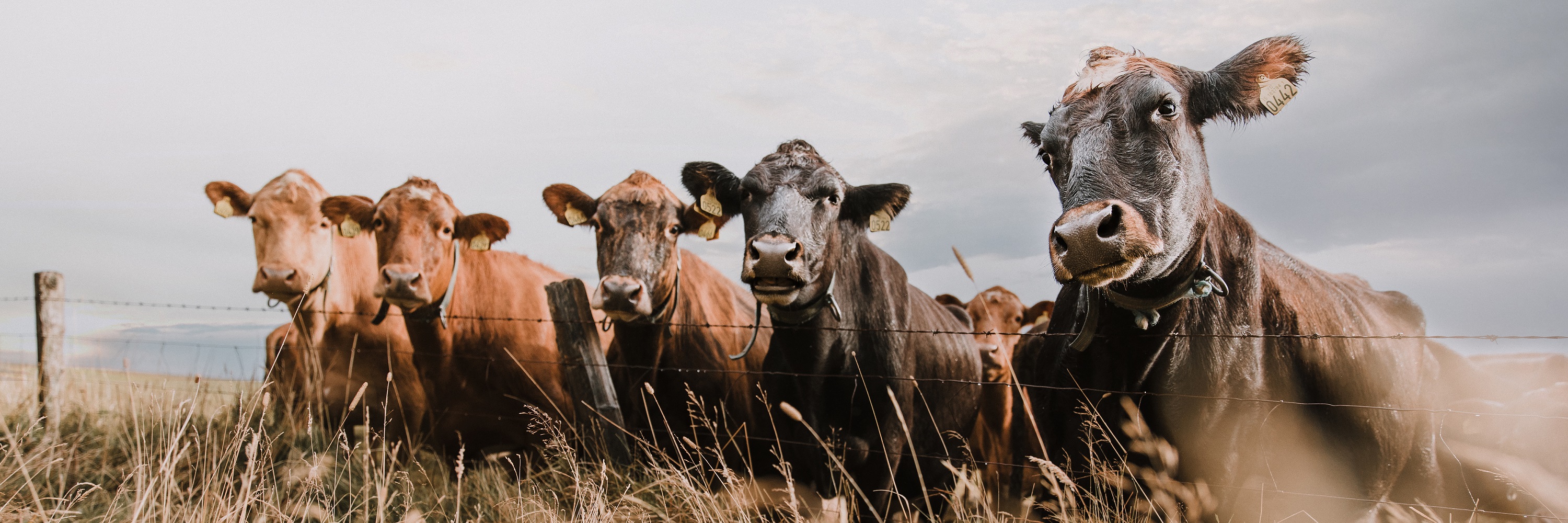 Grupo de vacas em ambiente natural