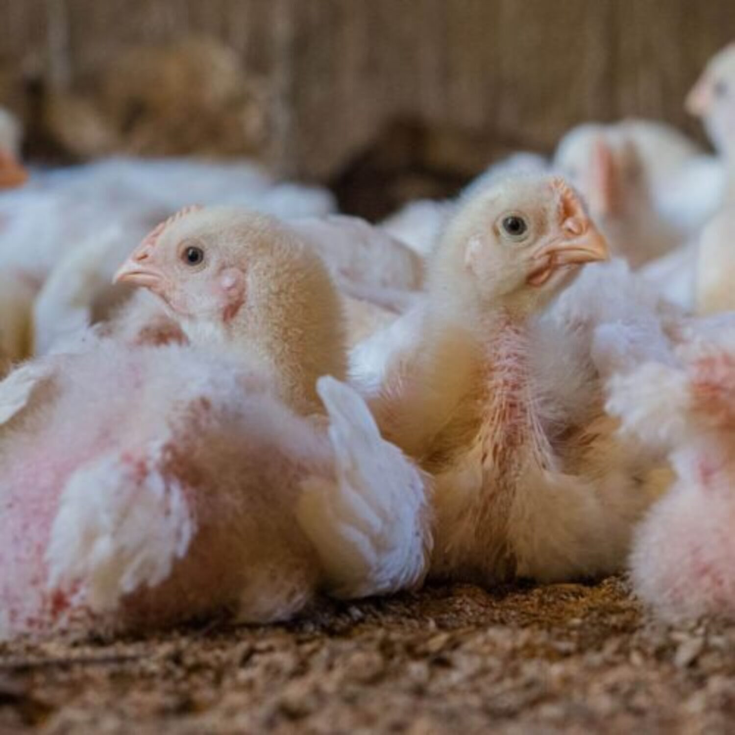 Mais uma grande empresa adota o compromisso europeu de bem-estar para frangos