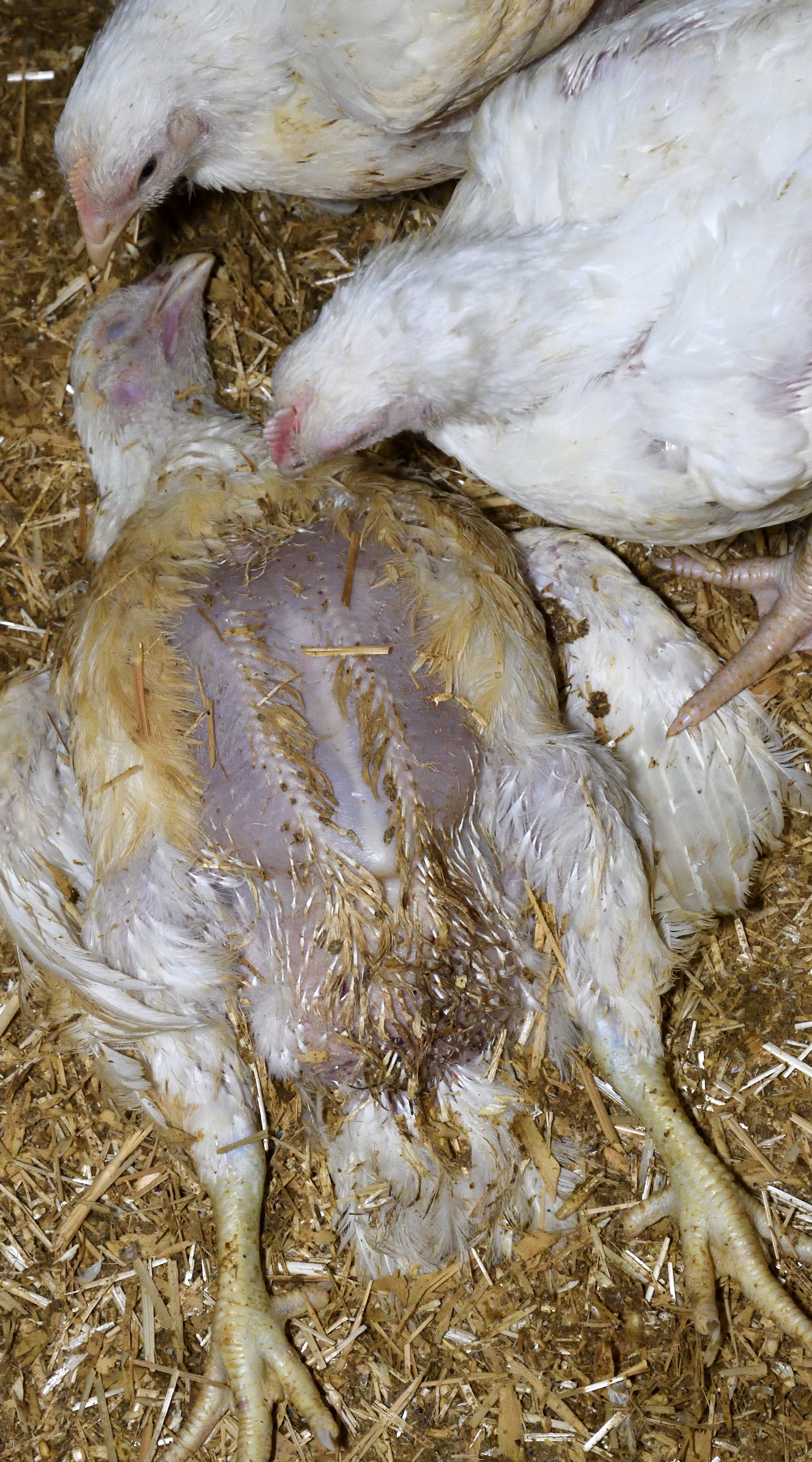 frango morto