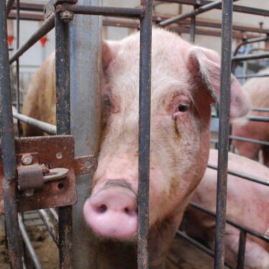 Mother pig trapped in a cage at a factory farm