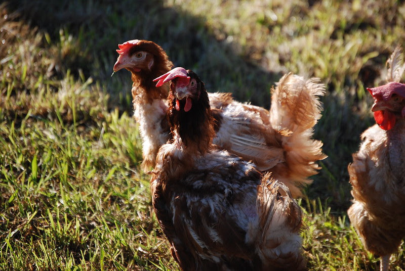 Rescues hens walk freely on a grass field