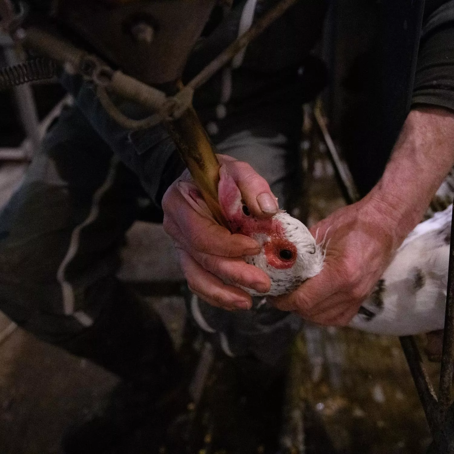 Ganso recebendo alimentação forçado na produção de foie gras