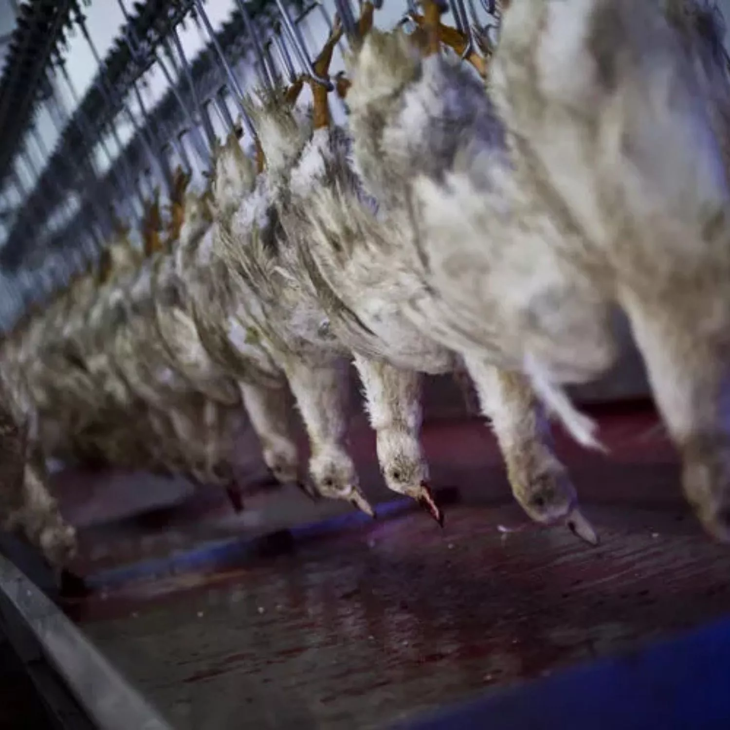 Patos sendo mortos na produção de foie gras