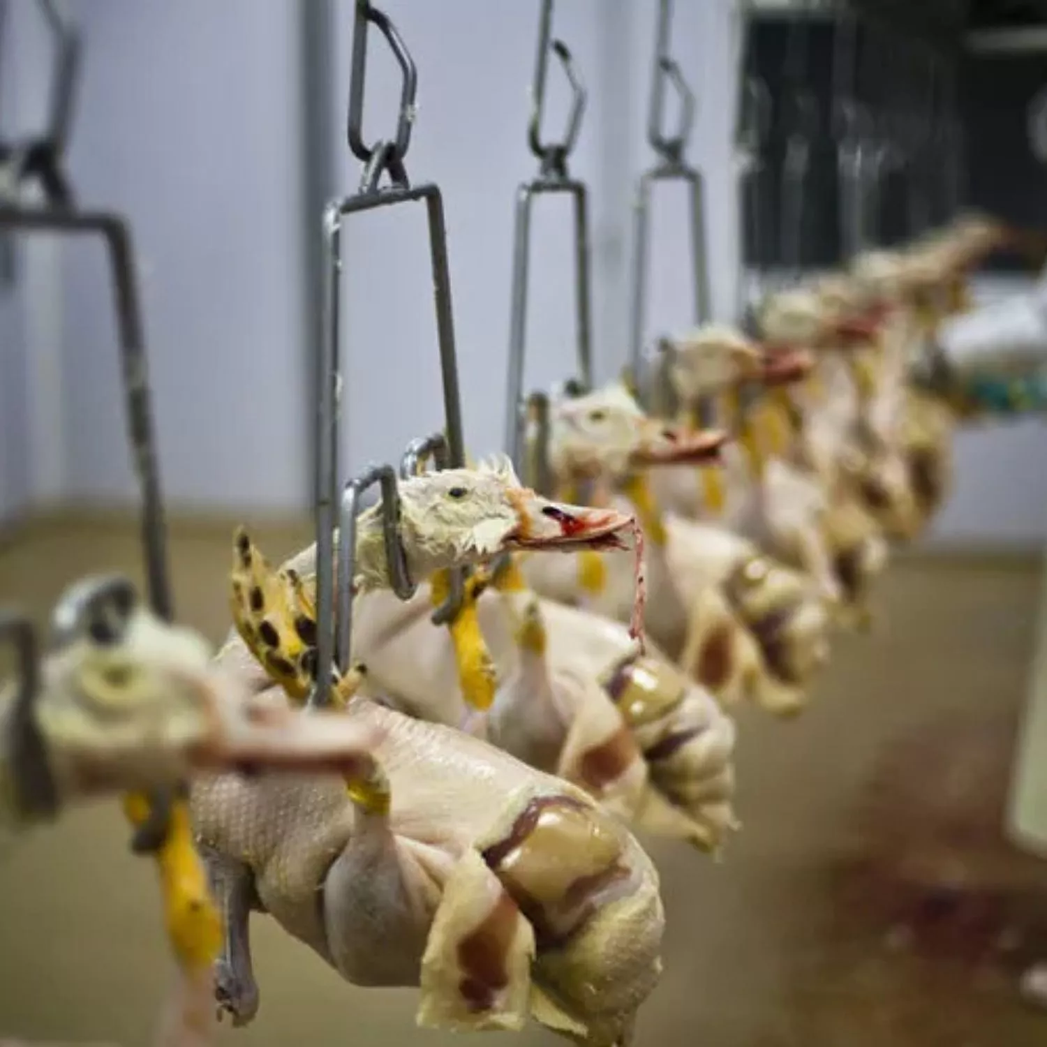 Linha de abate de patos e gansos na produção de foie gras