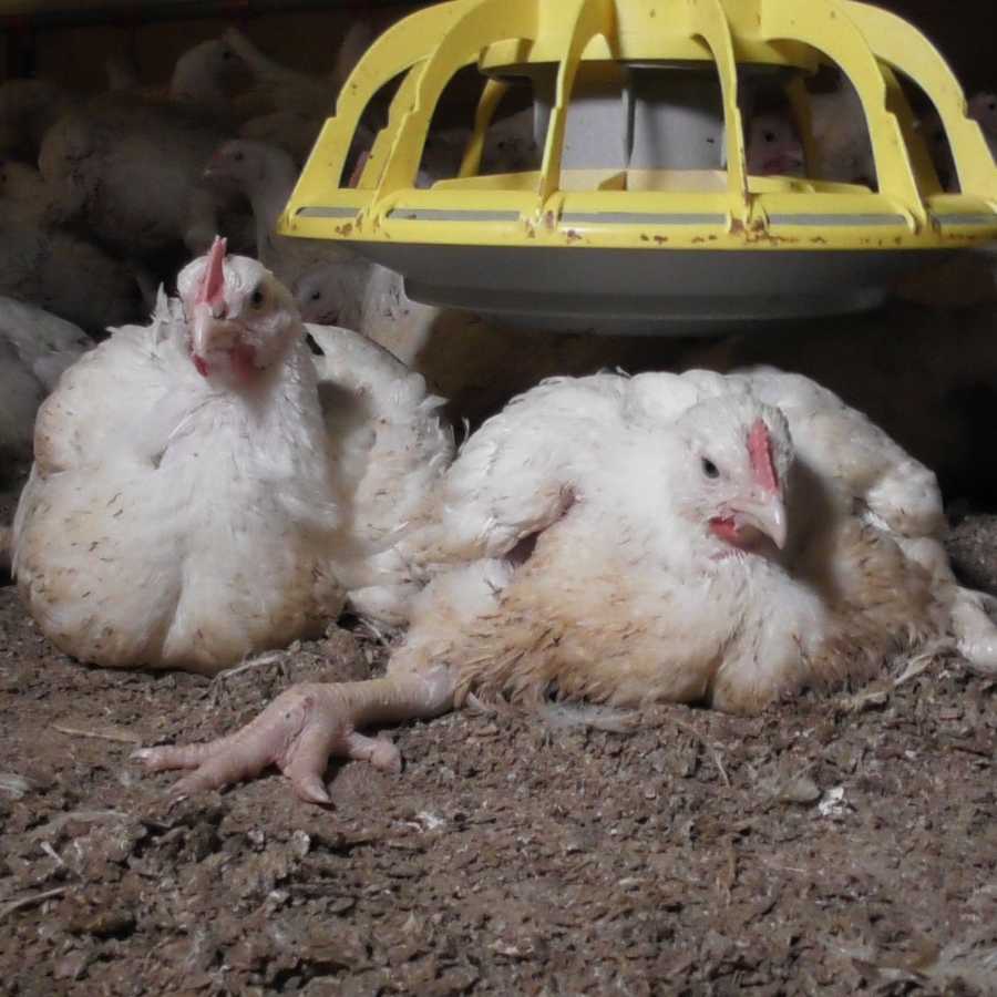 fast-growing chickens on the floor of a farm