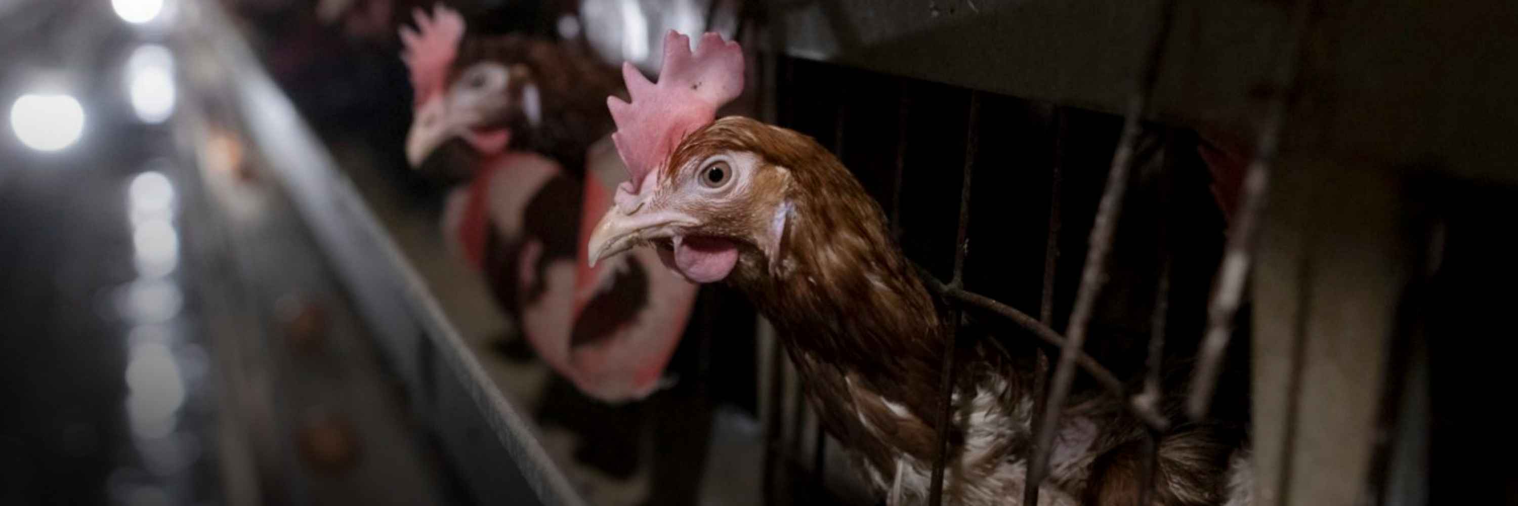 Galinha explorada pela indústria de ovos confinada em gaiola