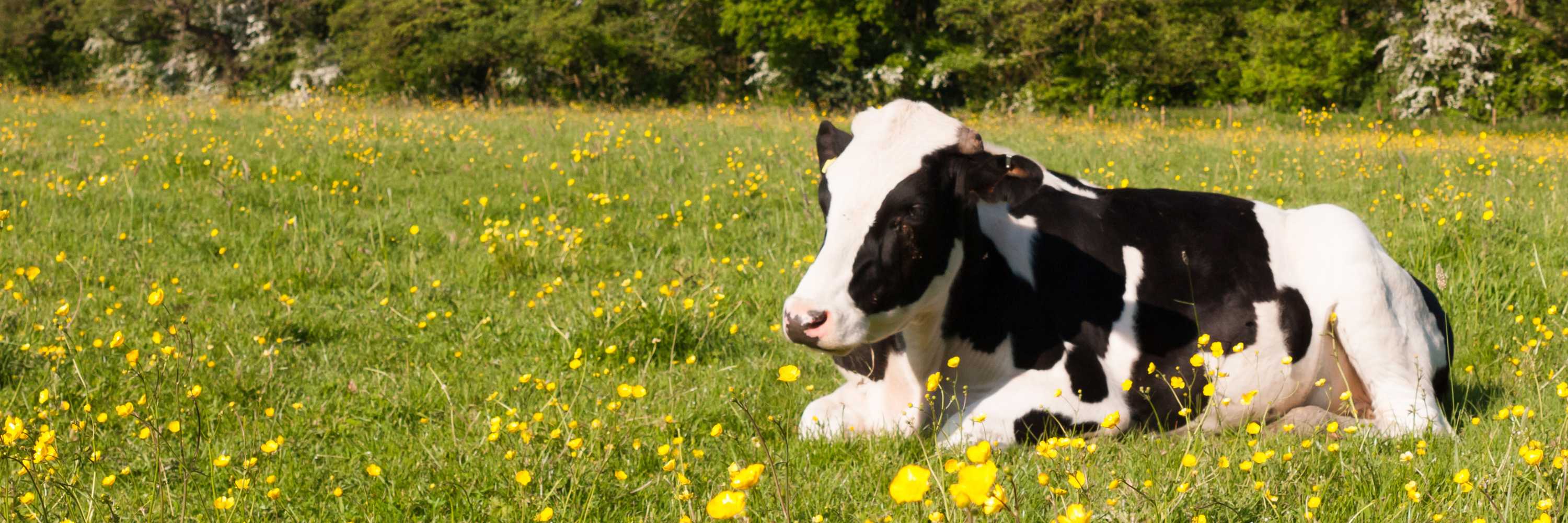 Cow lies peacefully in a field of flowers