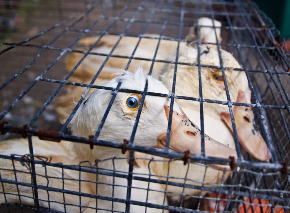 Pato confinado em gaiola para produção do foie gras