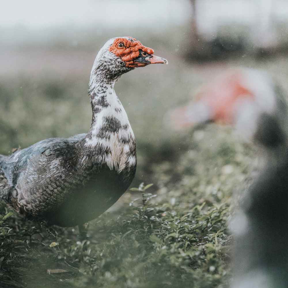 Pato andando calmamente em gramado