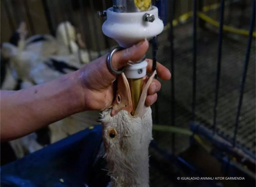 Pato confinado em gaiola para produção do foie gras