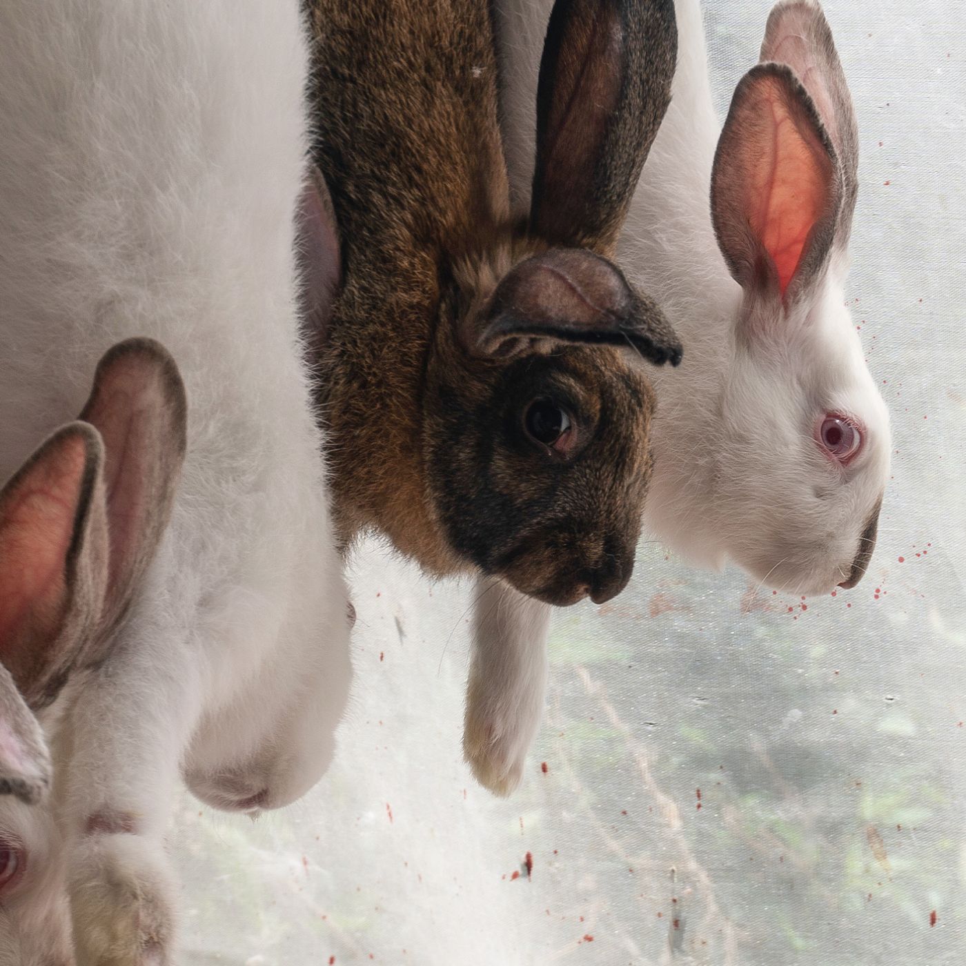 Coelhos em abatedouro no México