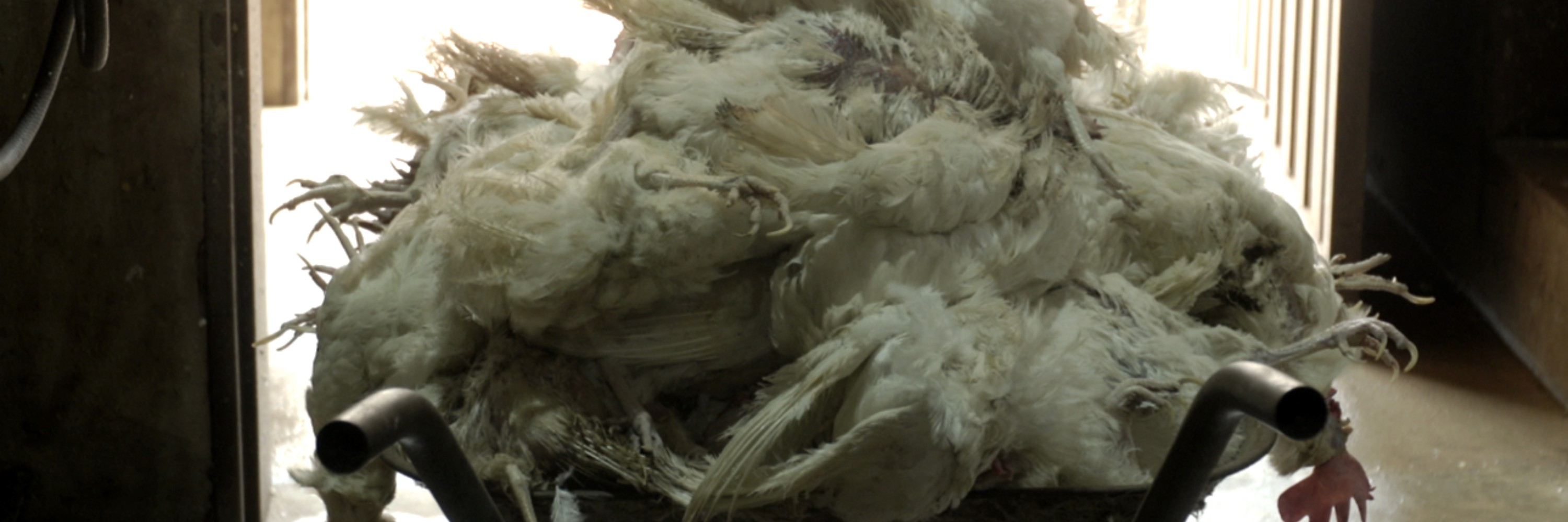 Galinhas mortas empilhadas em granja