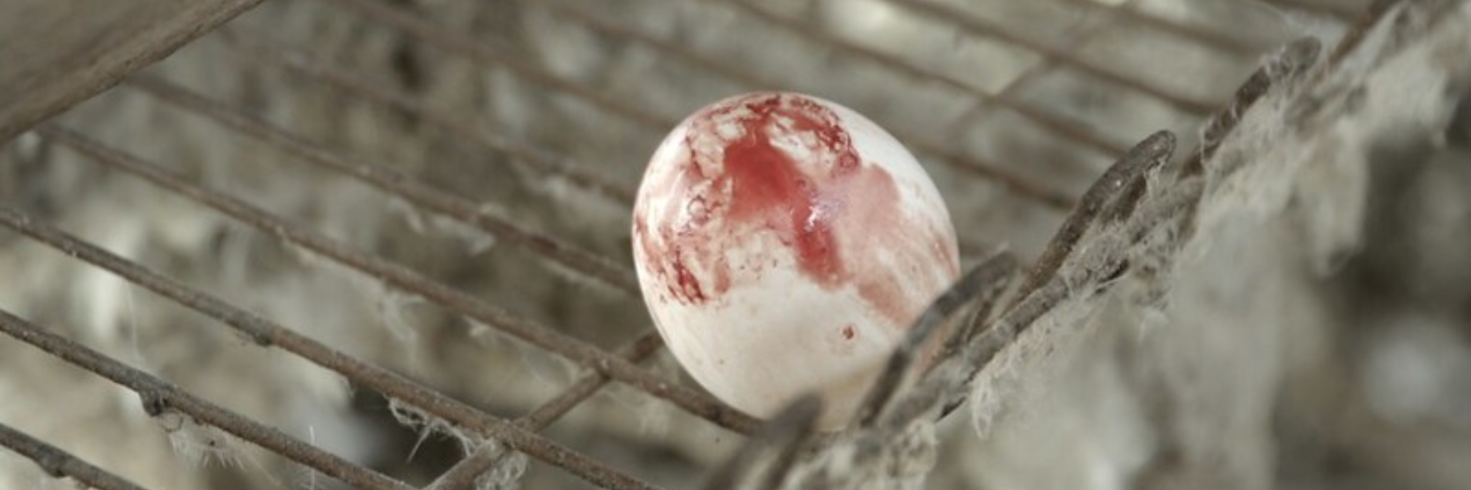 Ovo de galinha poedeira coberto de sangue