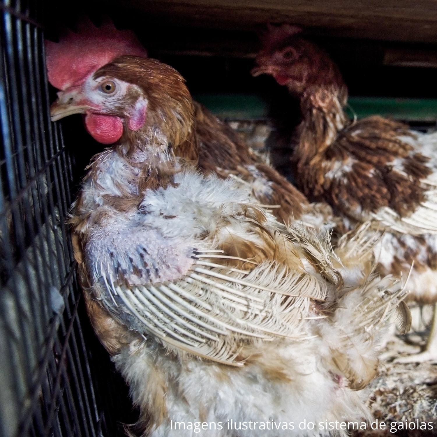 Galinhas em confinamento