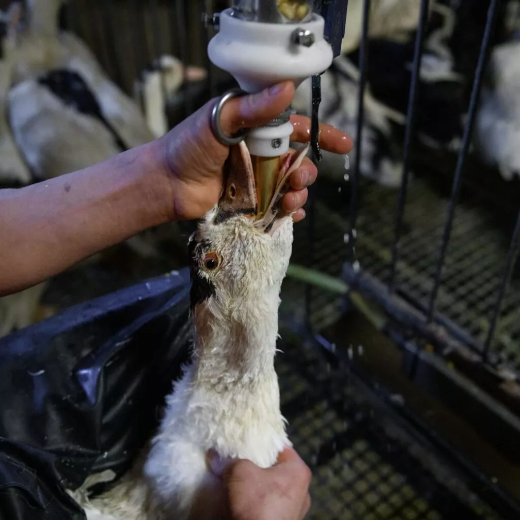 Ganso sendo alimentado à força para produção de foie gras