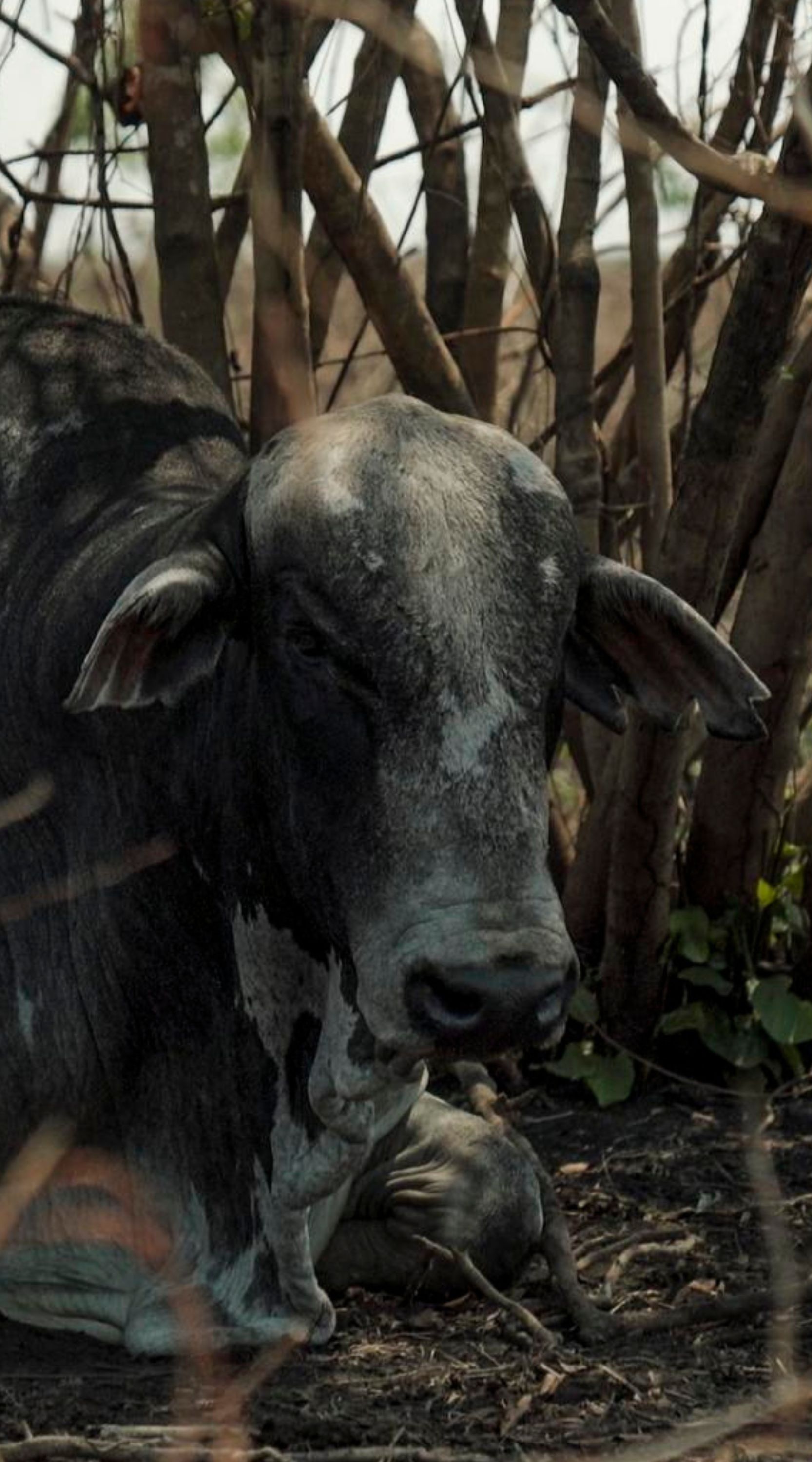Boi preto e branco no pantanal