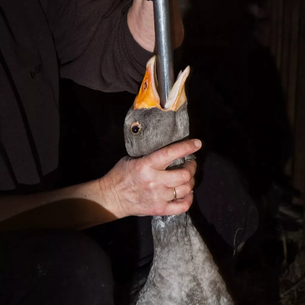 Ganso é forçadamente alimentado para fazer foie gras.